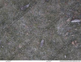 Photo Textures of Ground Grass Frozen